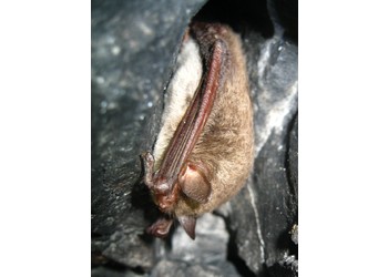 Wasserfledermaus (Myotis daubentonii) - © Oliver Gebhardt